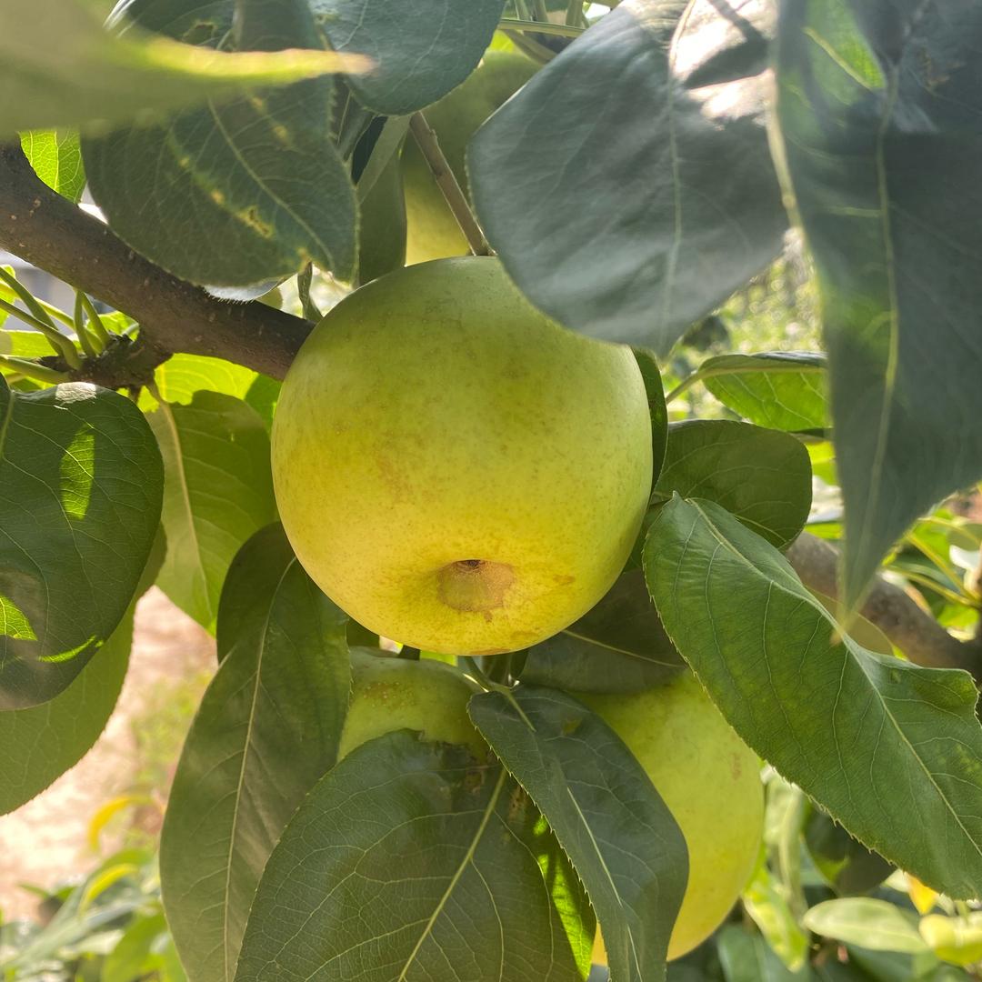 恩阳翠梨基地