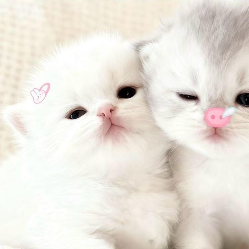 葵饼芒芒椰🥭.