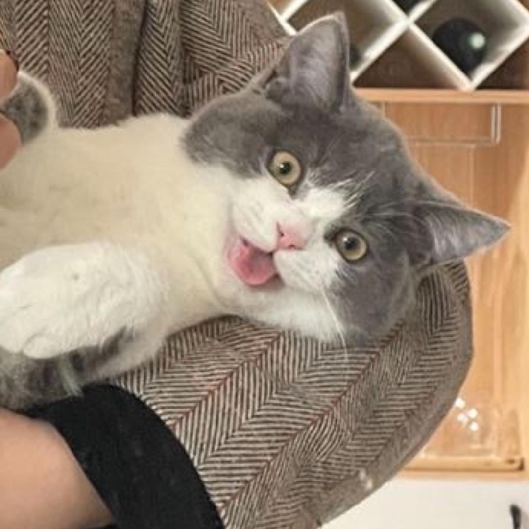 爱臭脸的咪咪
