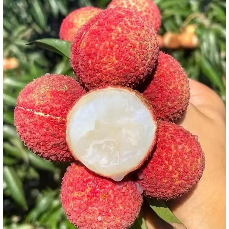 无核荔枝，采摘基地