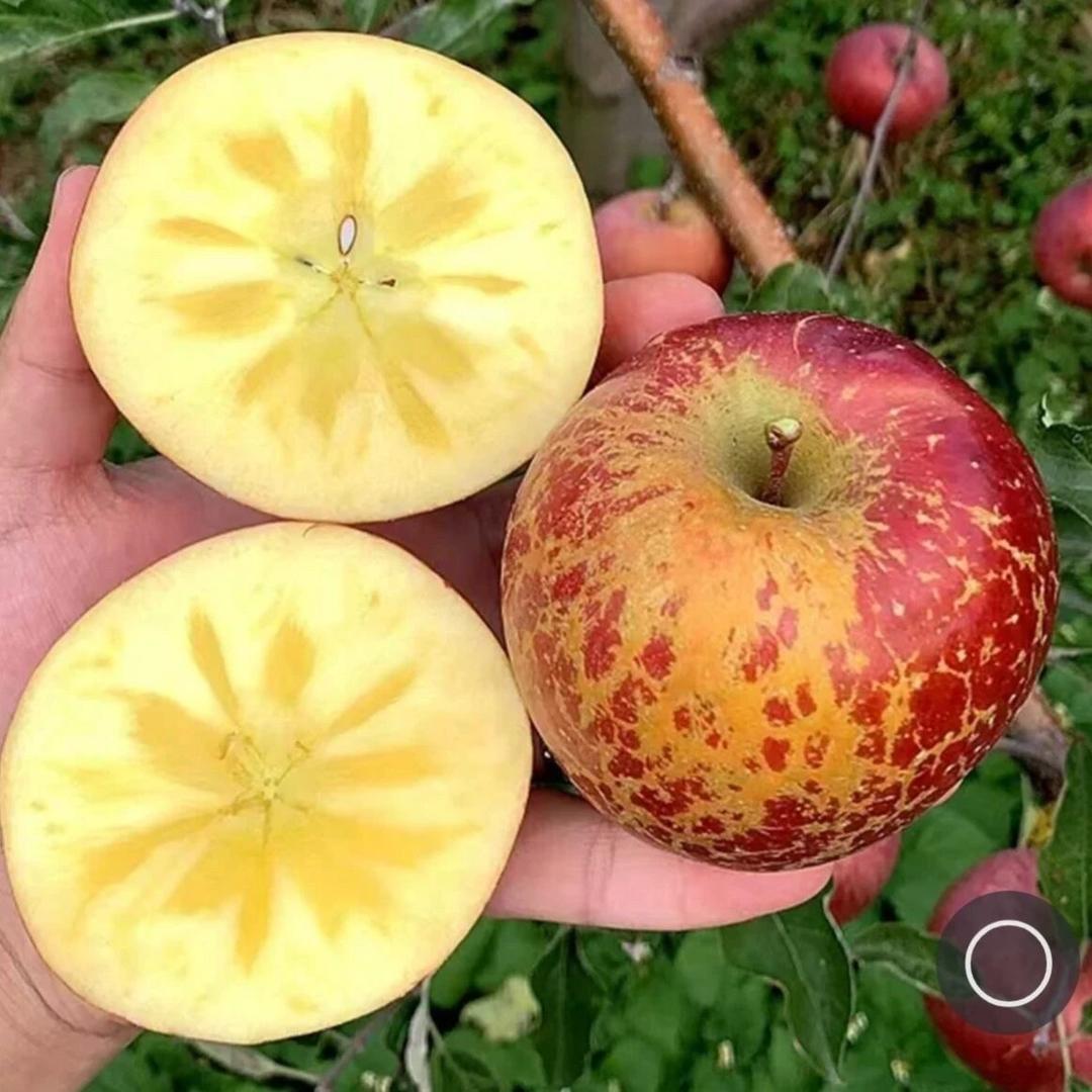 大凉山糖心丑苹果直发