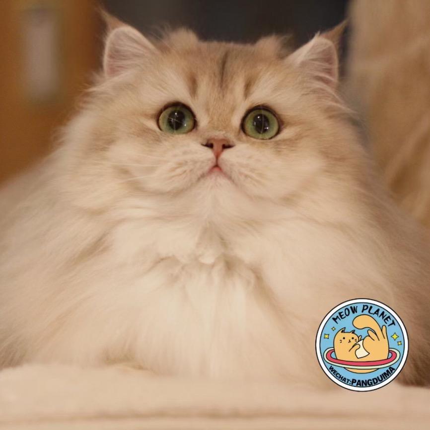 紫胖子宠物猫咪
