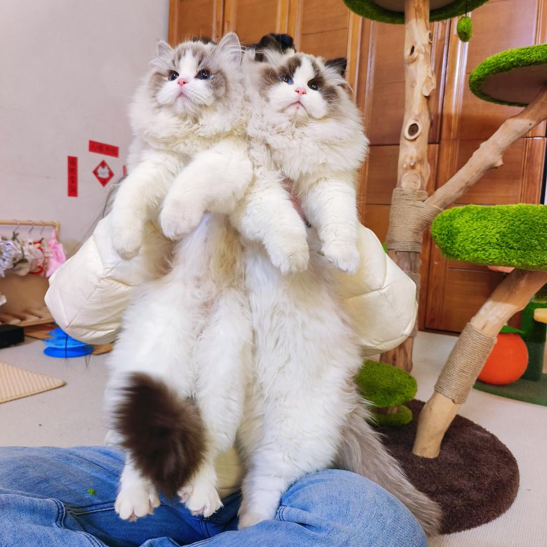 新乡玥玥的布偶猫（直播号）