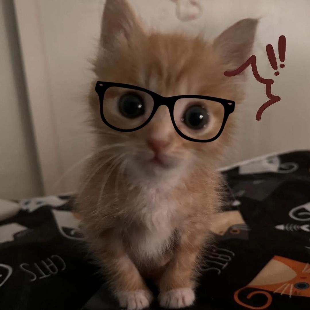 小齐喜欢冰淇淋华夫饼