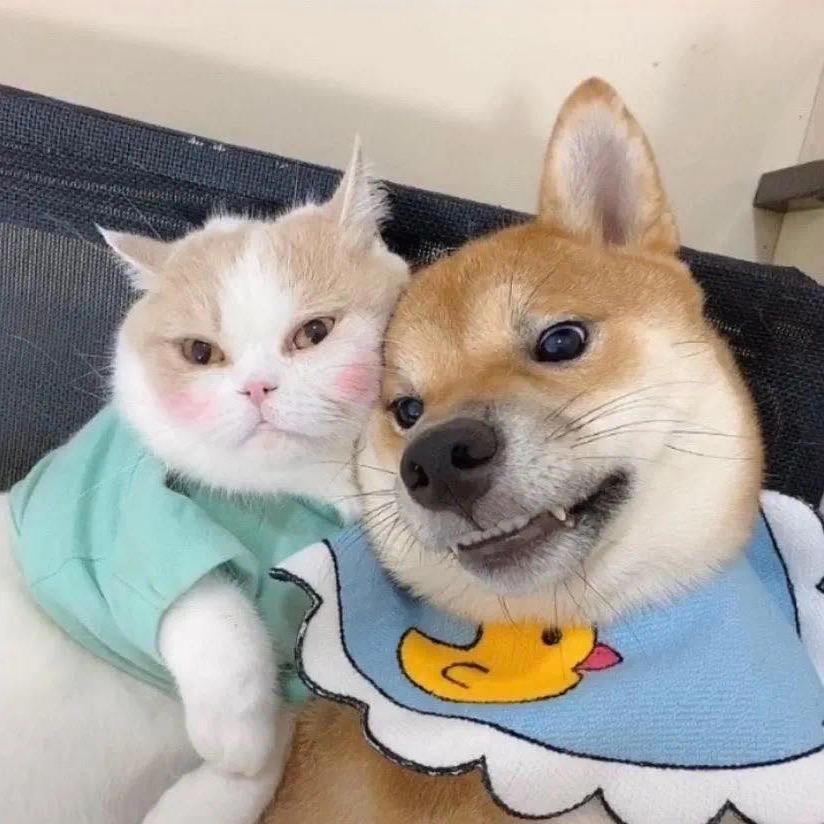 猫狗宠物乐园