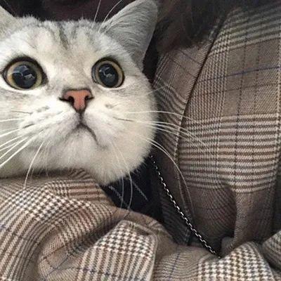 𝒟𝓮𝓋𝓂𝒾𝓼