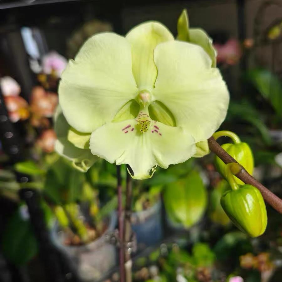 蔚冬花卉园艺店