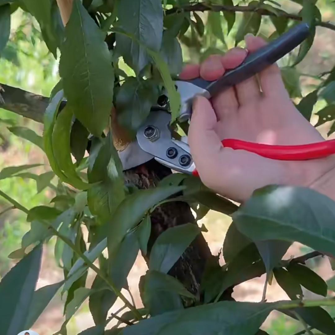 果树种植管理（商品在橱窗）