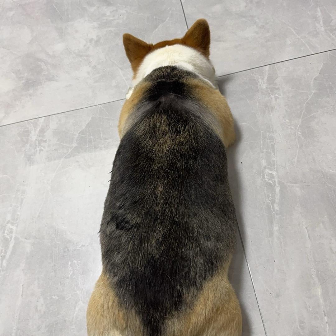 我家狗子是土豆🥔