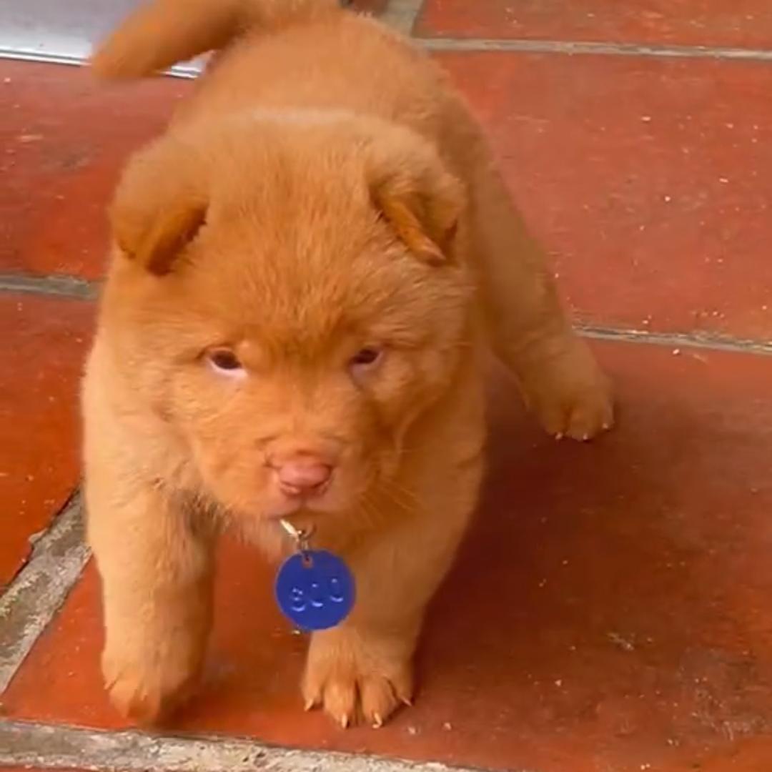 小明明五红犬舍