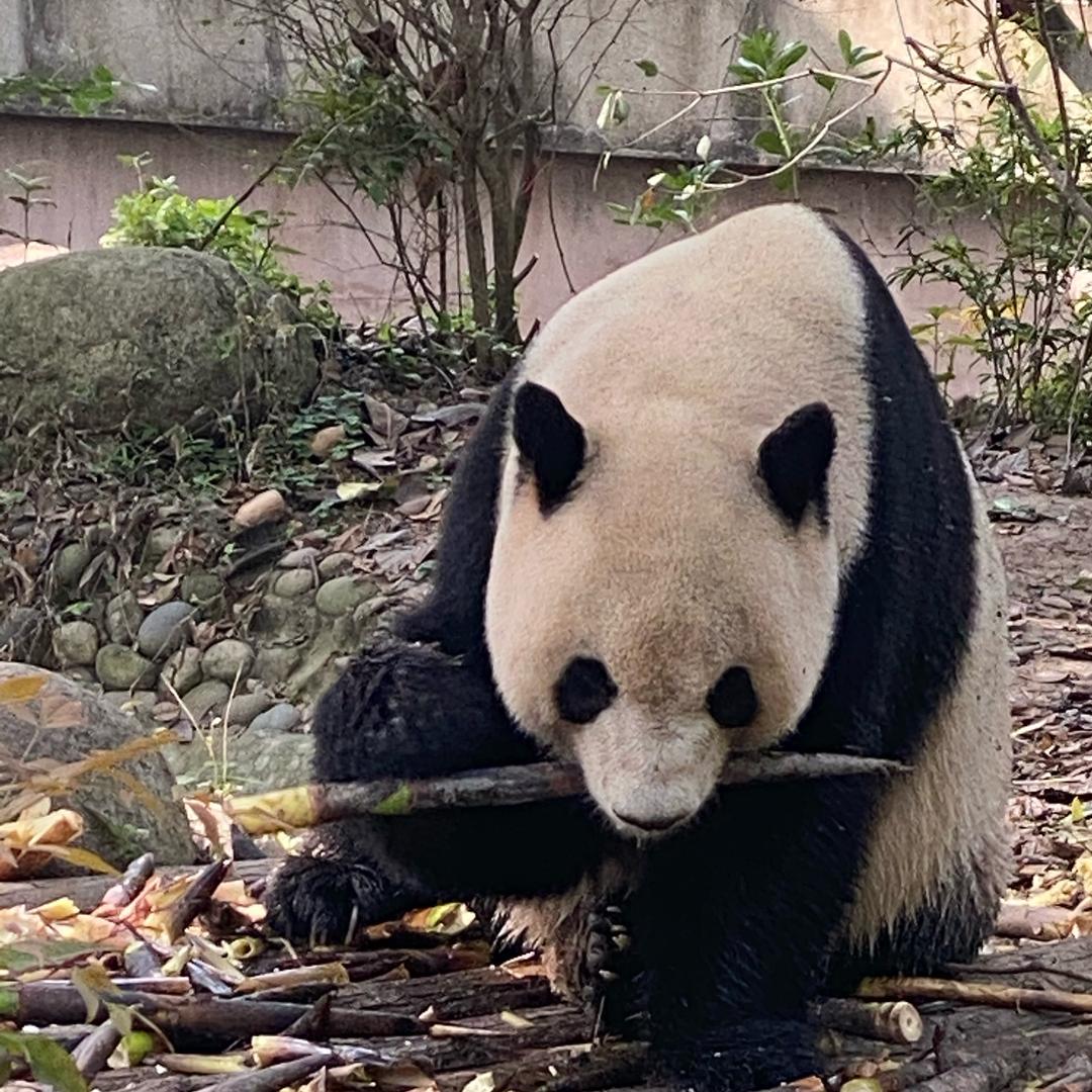 魏小平