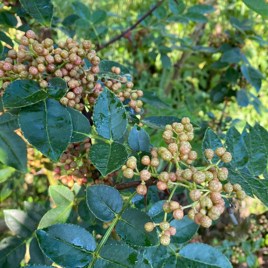 遵义椒峰生态农业有限公司(新舟本地花椒)