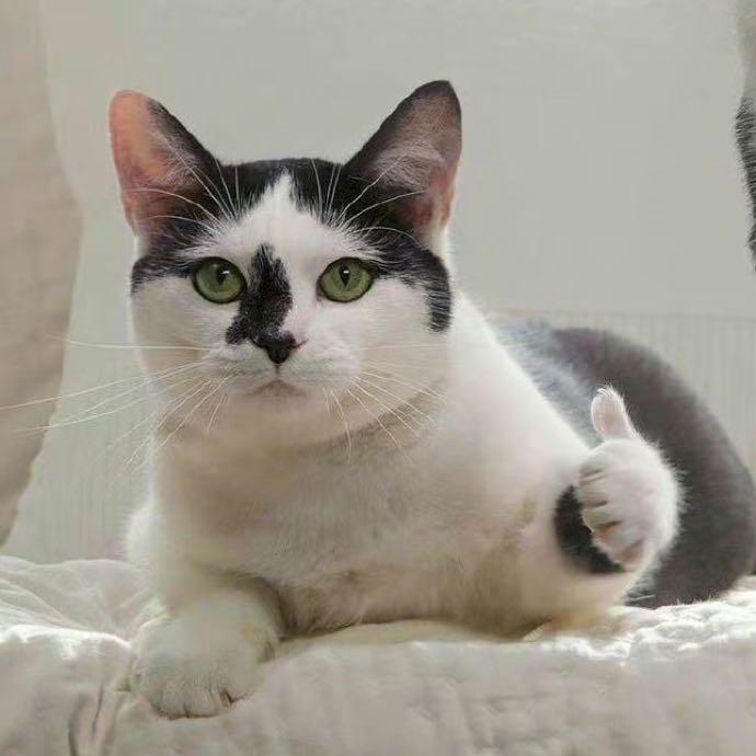 大音综今天来了吗