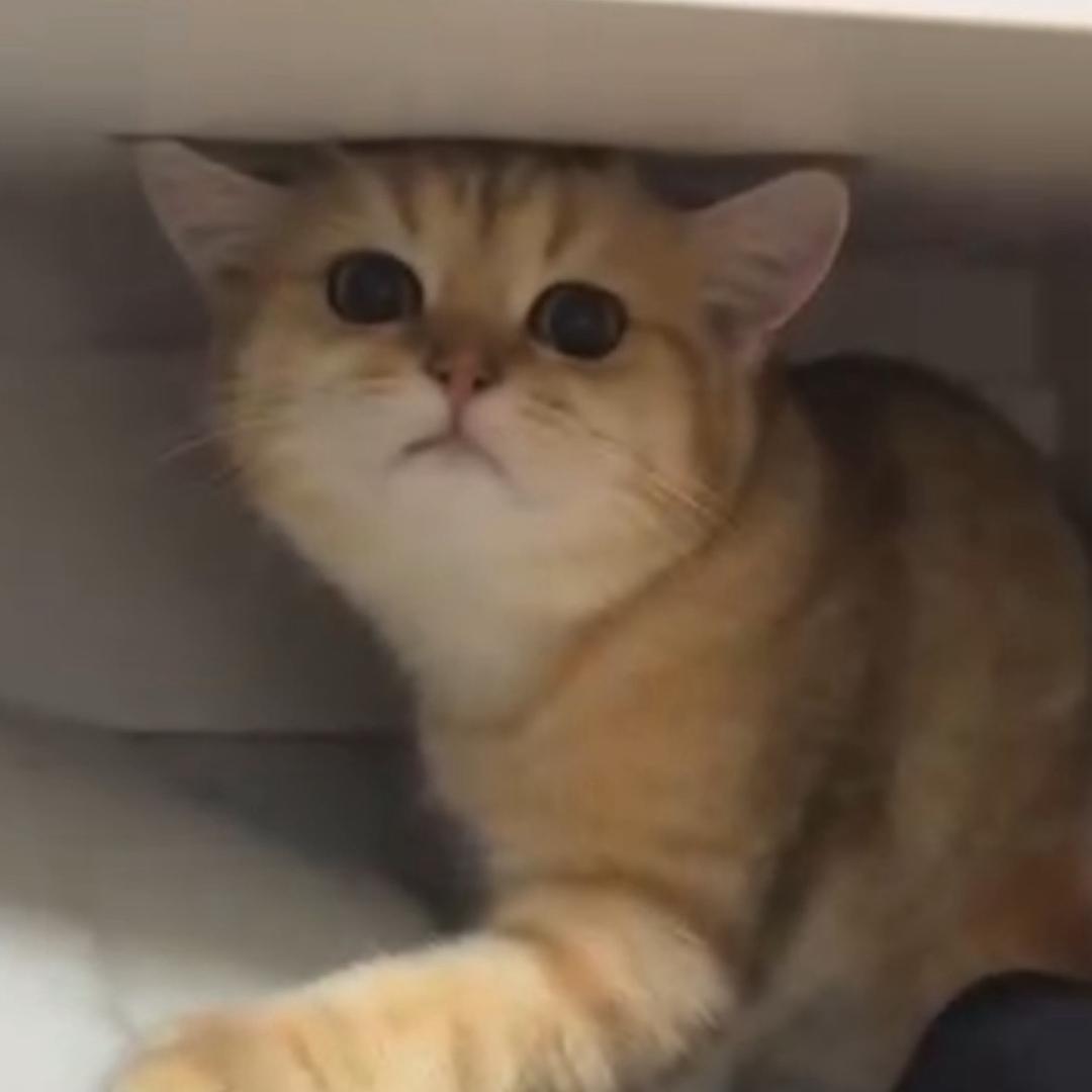 折宝