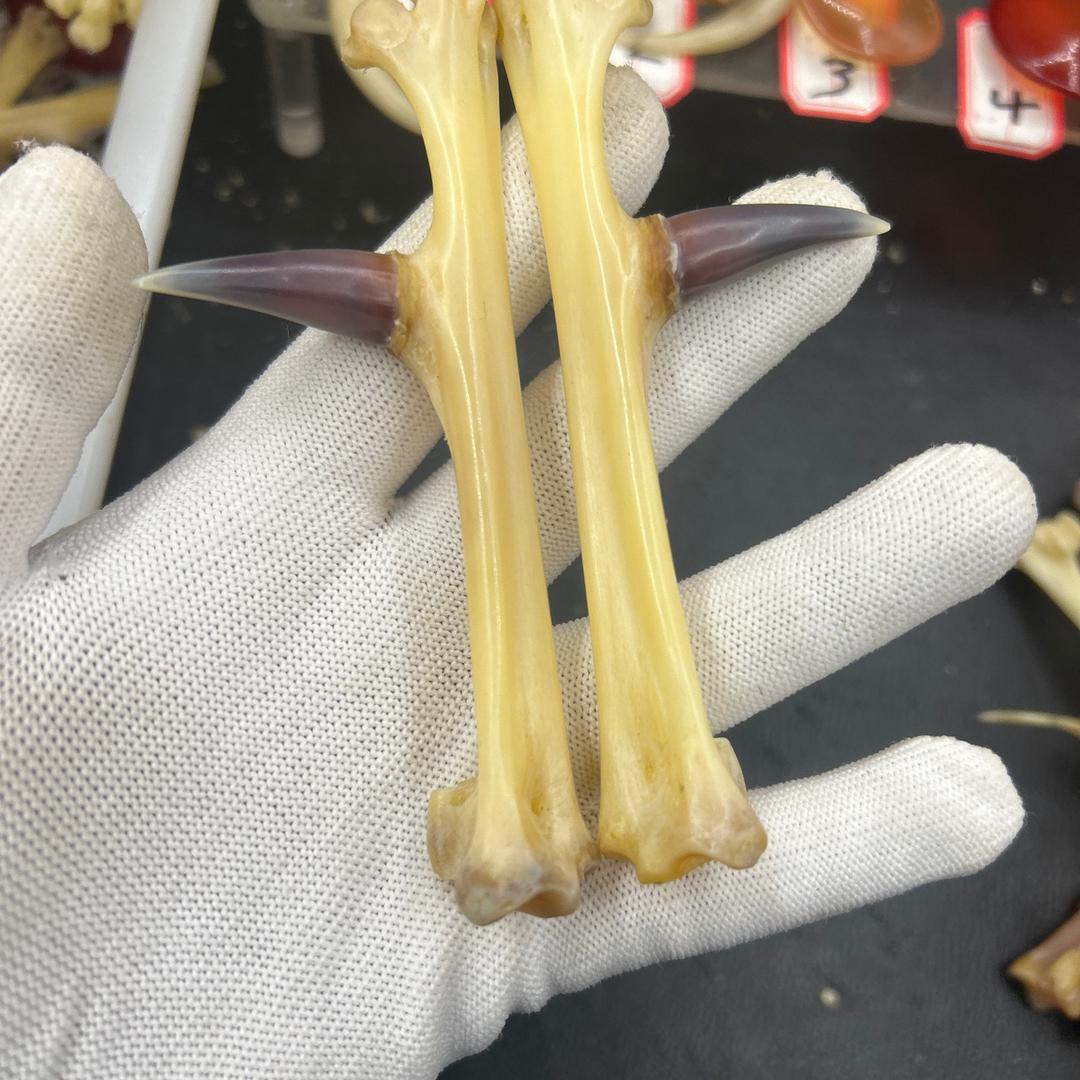 爪爪骨艺