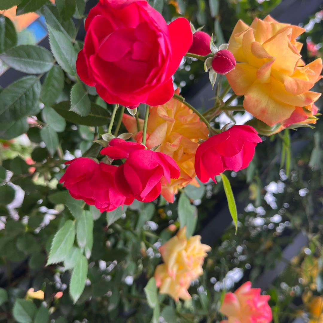 ꧔ꦿ᭄ℳꦿ往后余生꧔ꦿ᭄💕