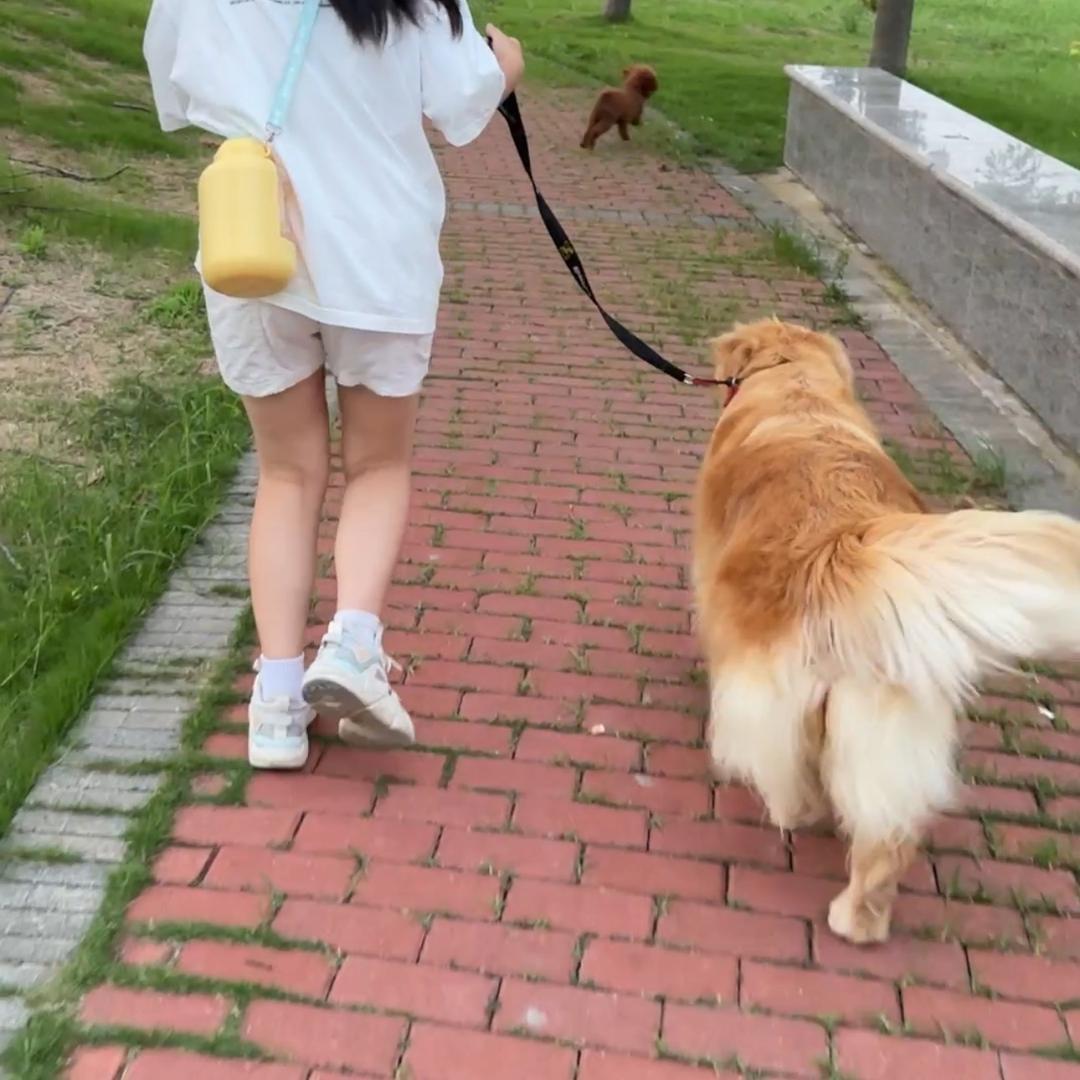 灵姐与毛孩子的双城记