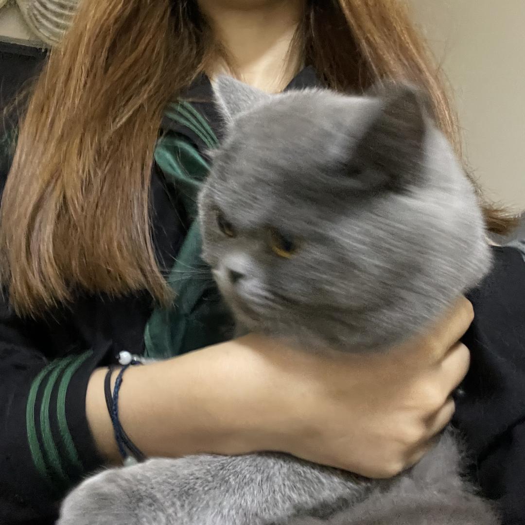 Zz猪扒包