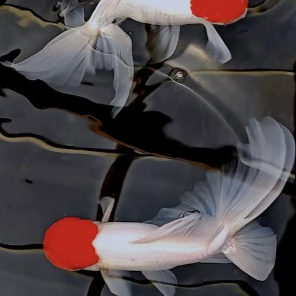 乐享观赏鱼