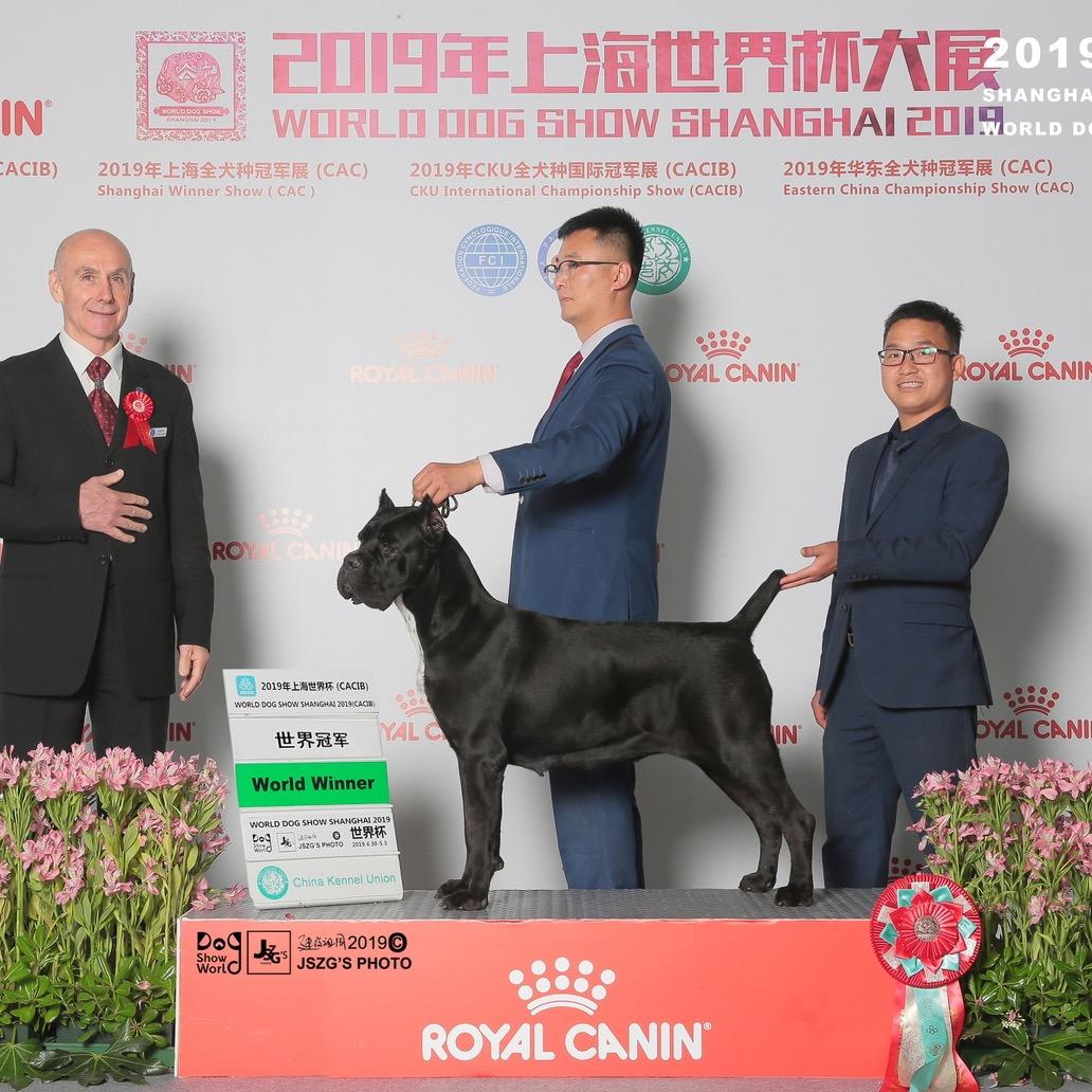 响马卡斯罗CKU 5星犬舍陈亮
