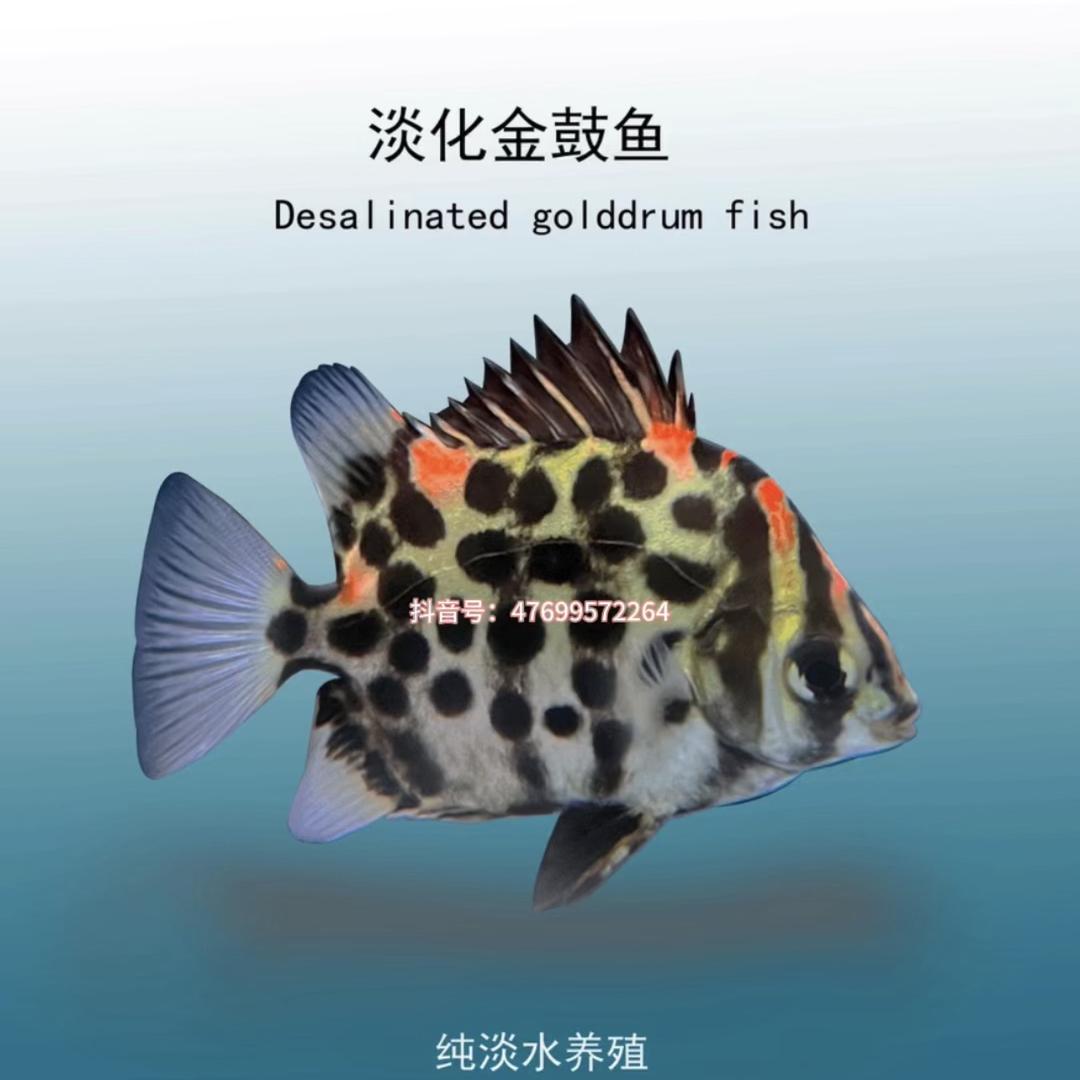 淡化金鼓鱼银鼓鱼