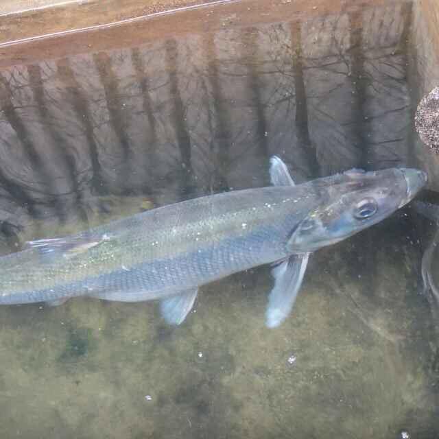潮州阿楷韩江魚