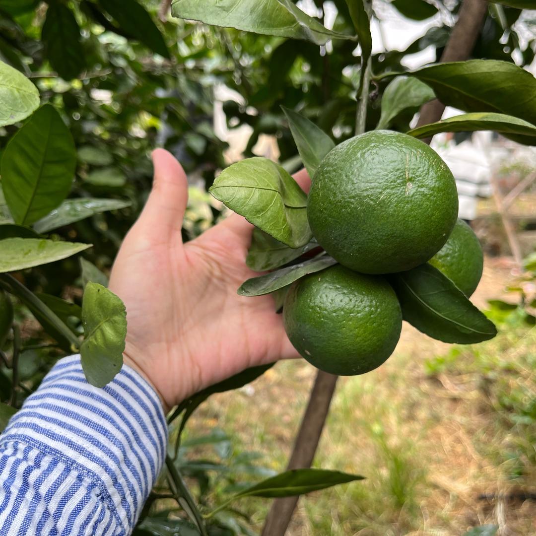 田间秀秀