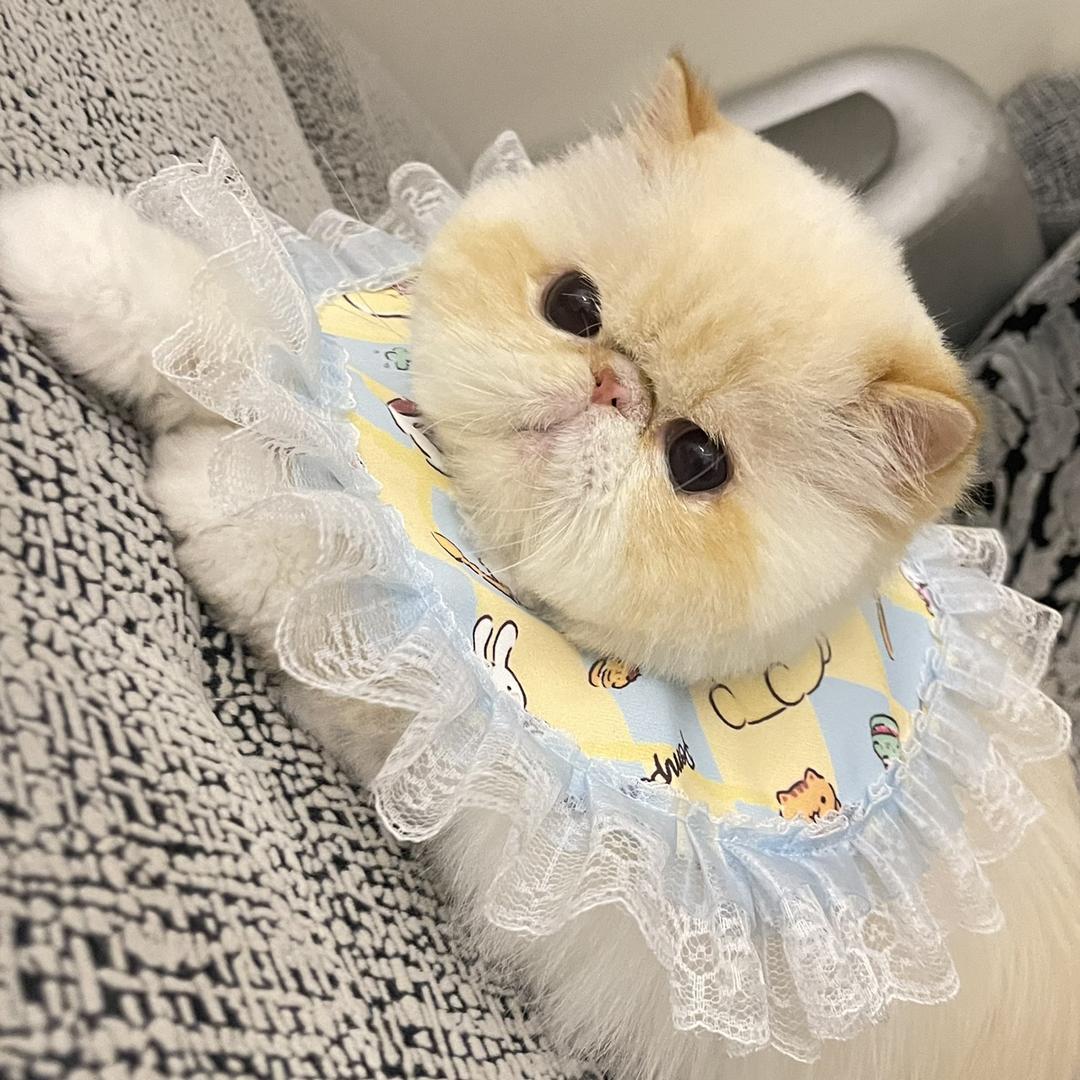 顺扁扁