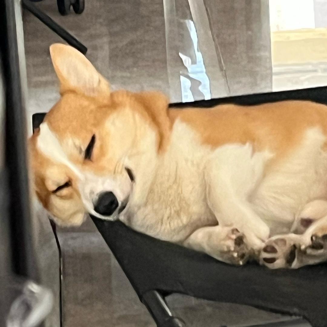 刚狗日记