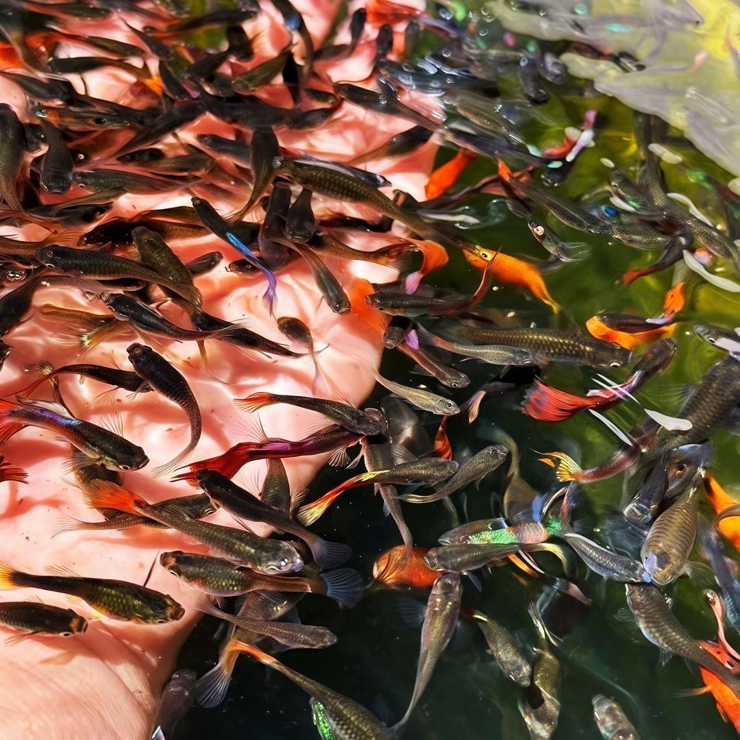 爱渔水族的观赏鱼