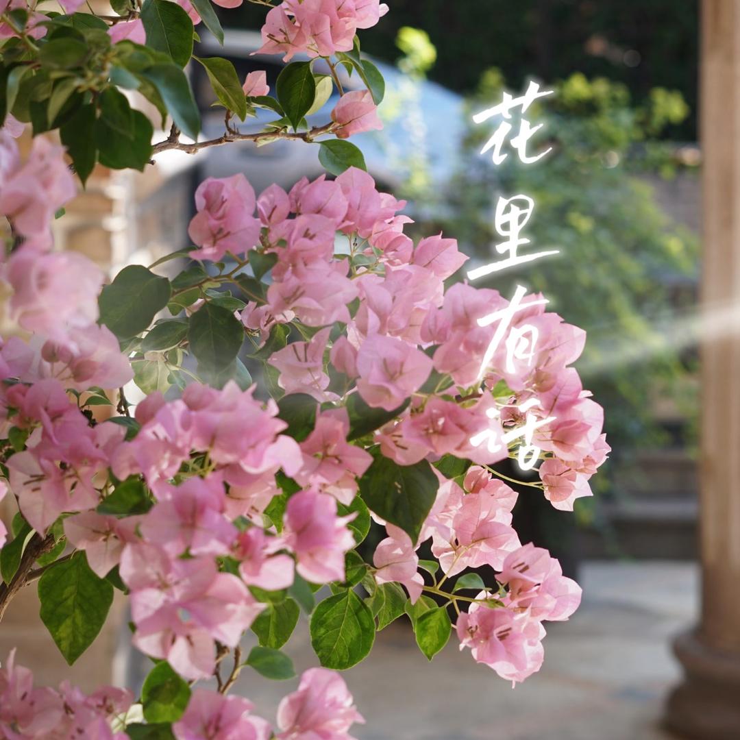 花里有话三角梅花卉