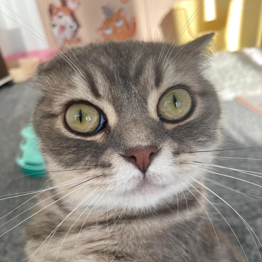 俏小绒宠物专营店