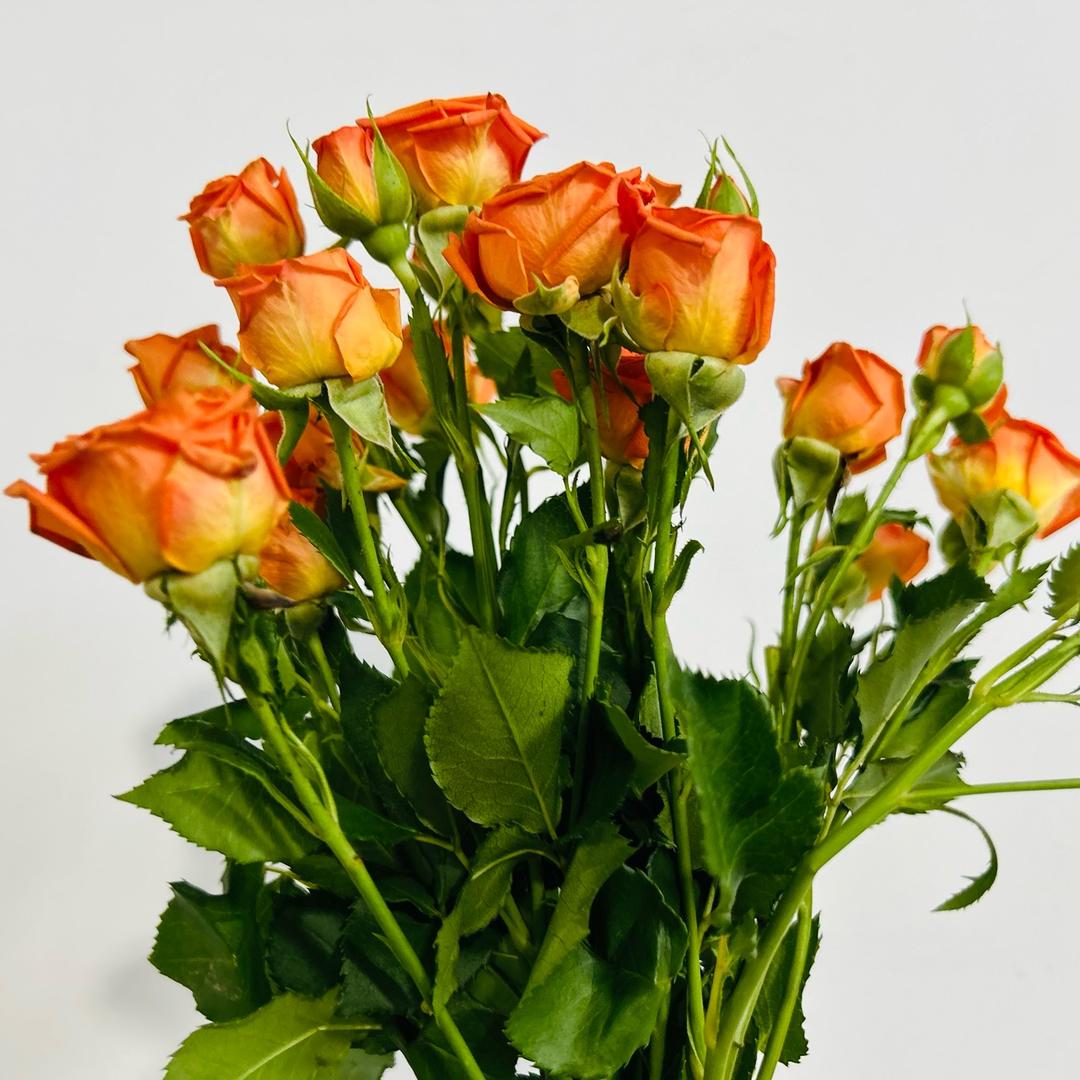 不吃香菜（减肥版)