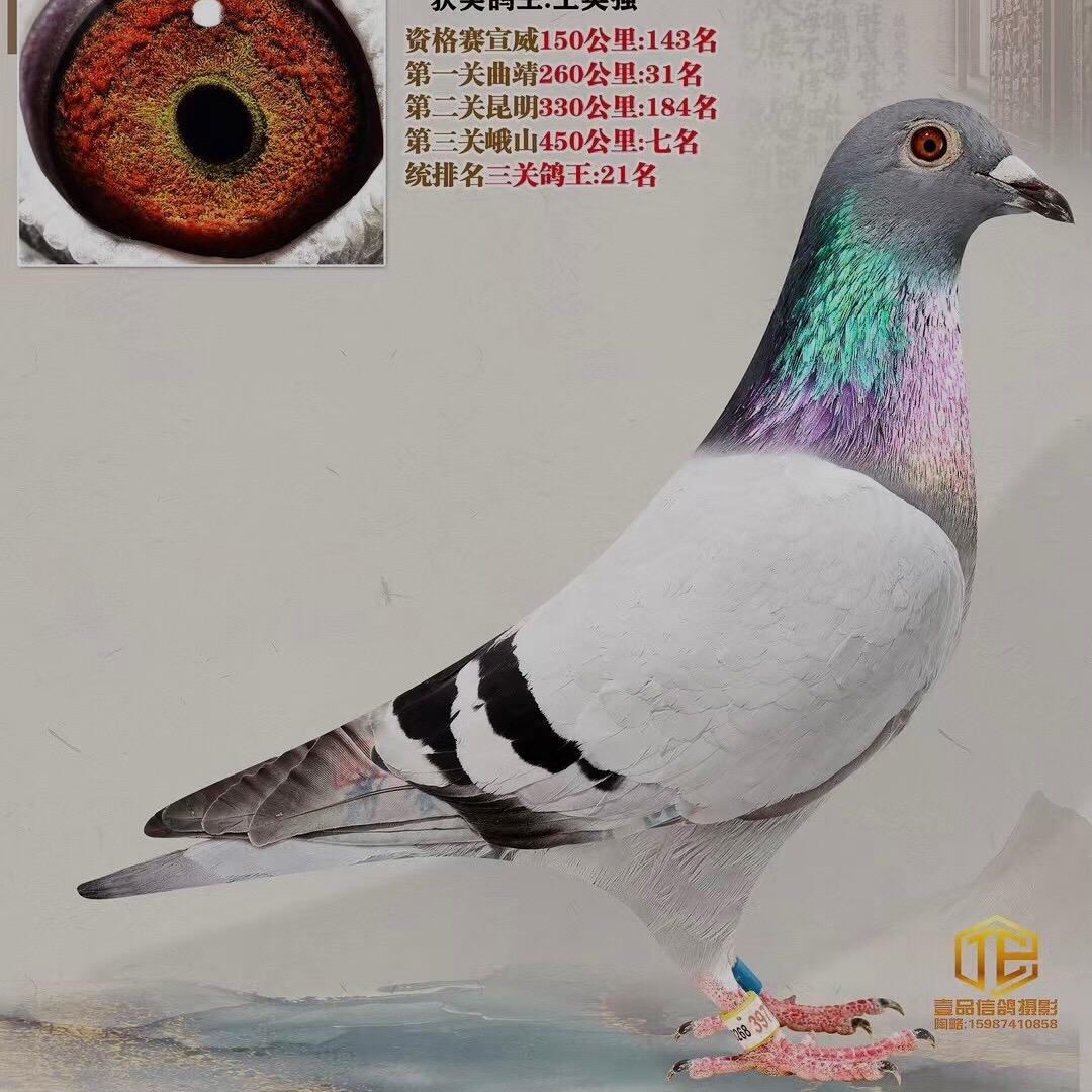 继平赛鸽