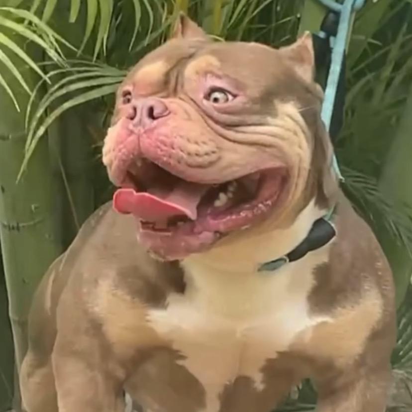 恶霸犬刘富贵