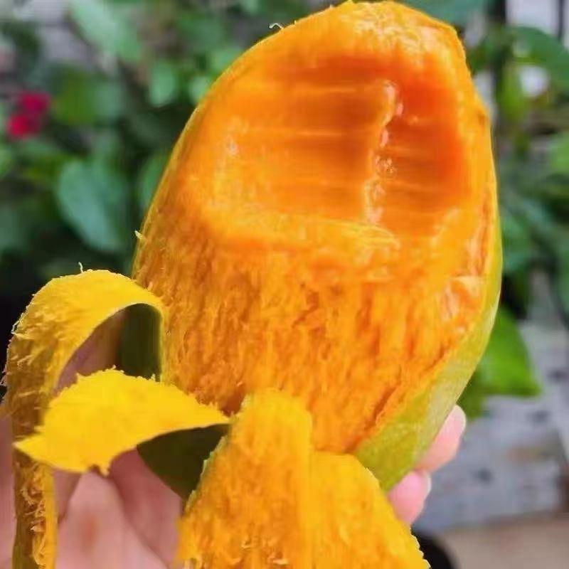 覃斗正宗沙子土芒果