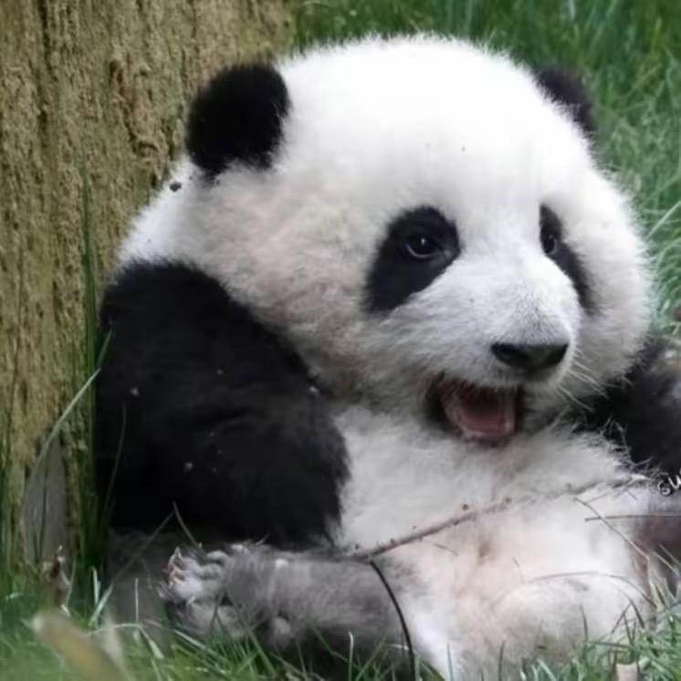 崩崩崩开了