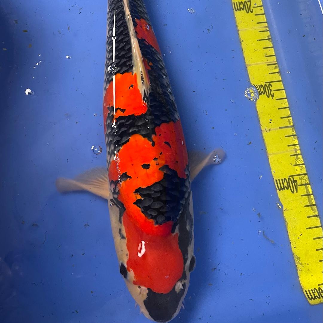 优跃水族宠物小铺
