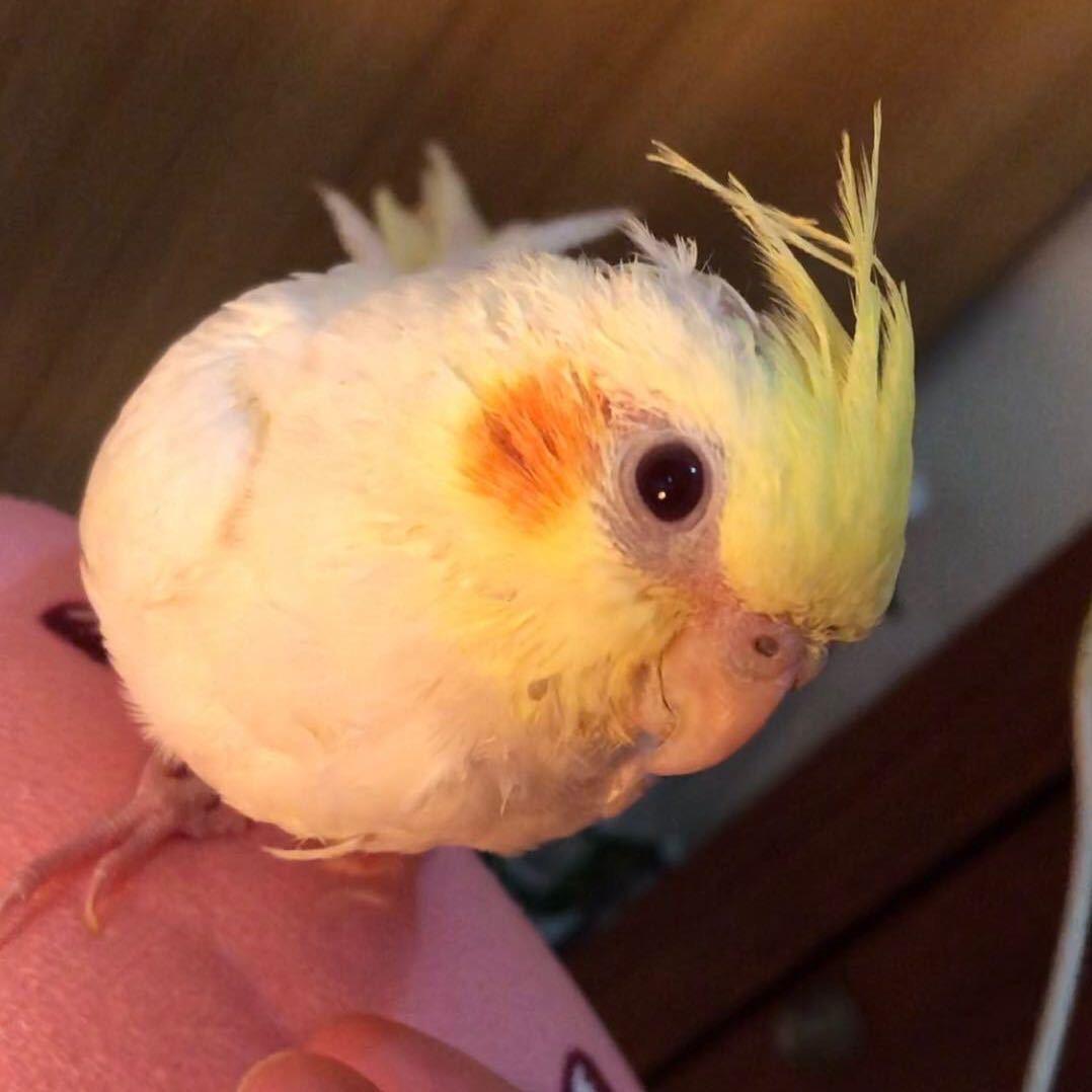红脸墩