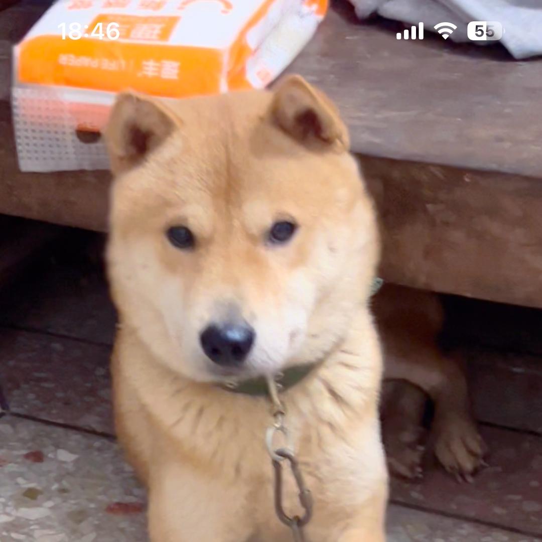 阳朔萍姐田园犬