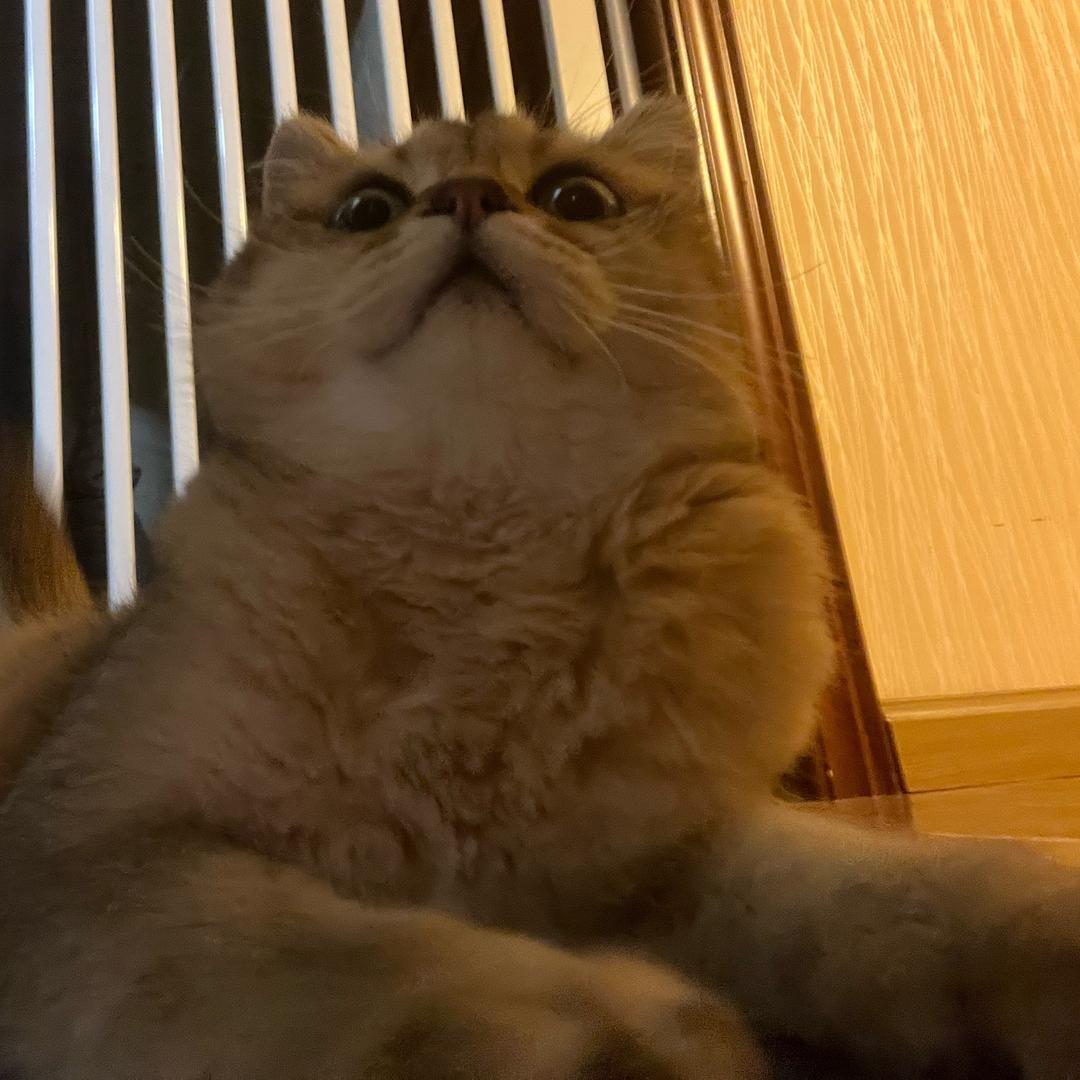 🐱