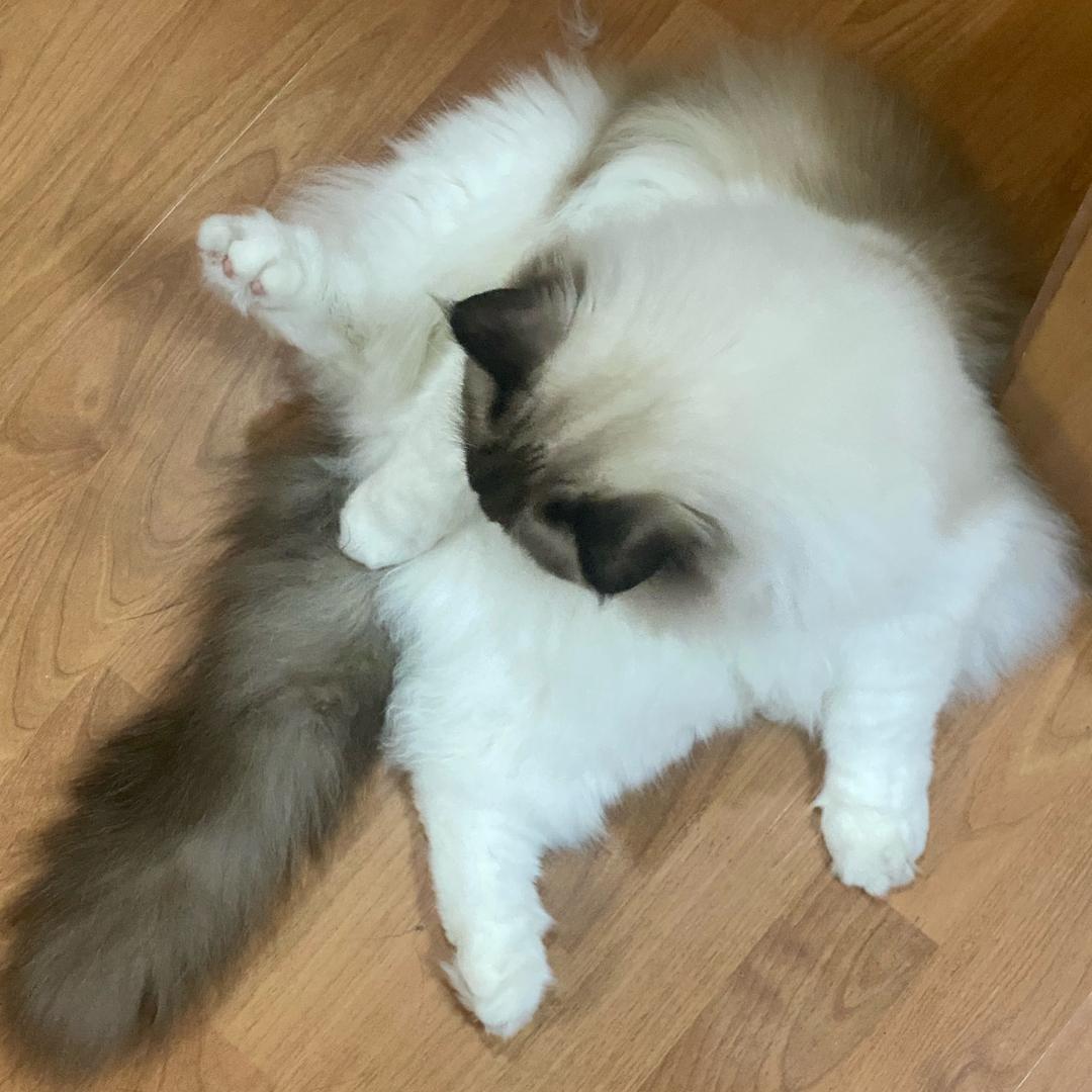 Cucu_jy