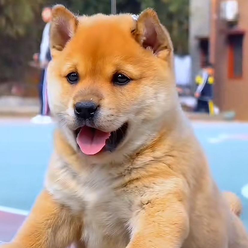 广西田园犬88