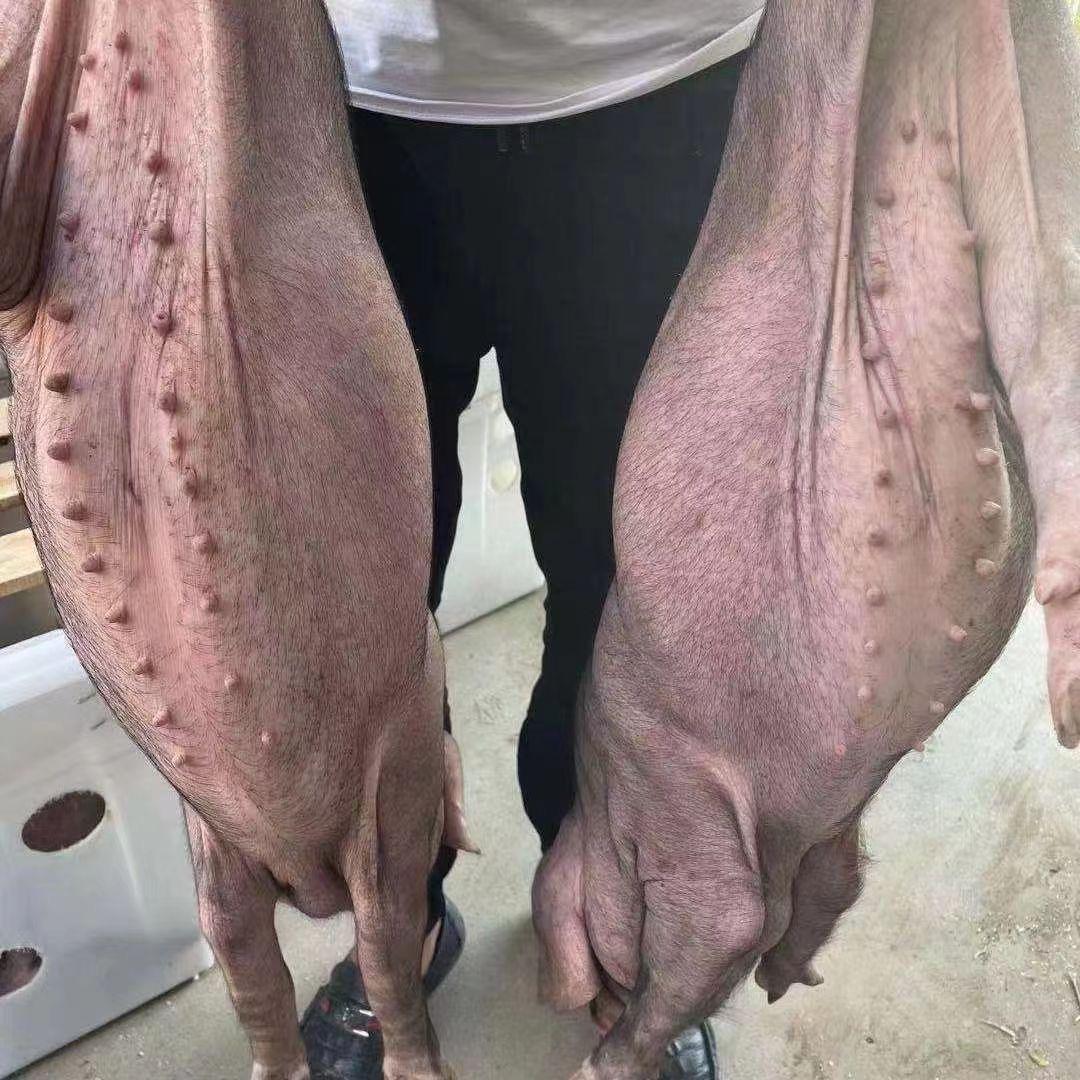 棉花糖种猪繁育