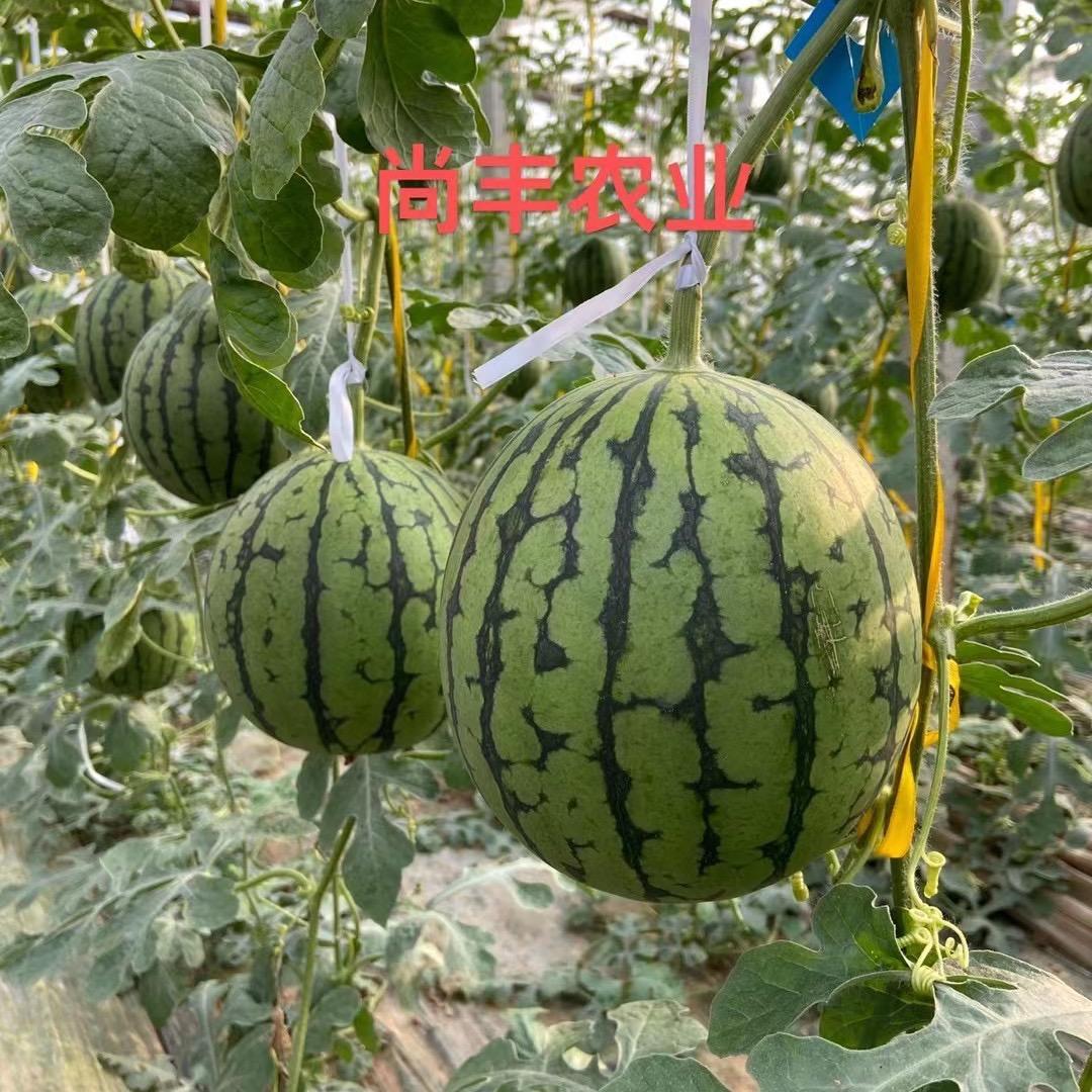 青州市尚丰农业科技有限公司