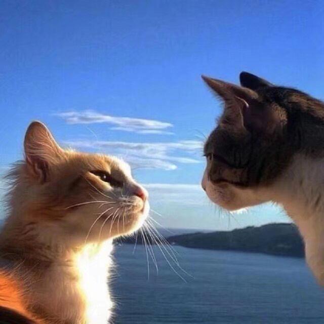 卷猫