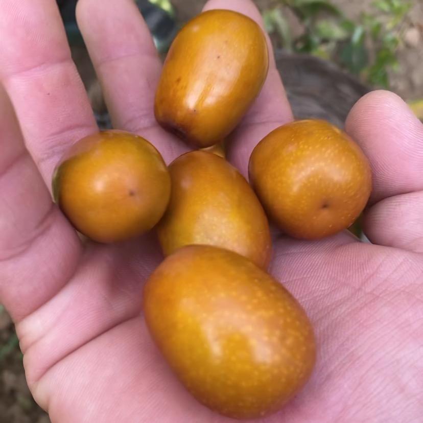 朝阳孙家湾大枣勇哥优选农产品