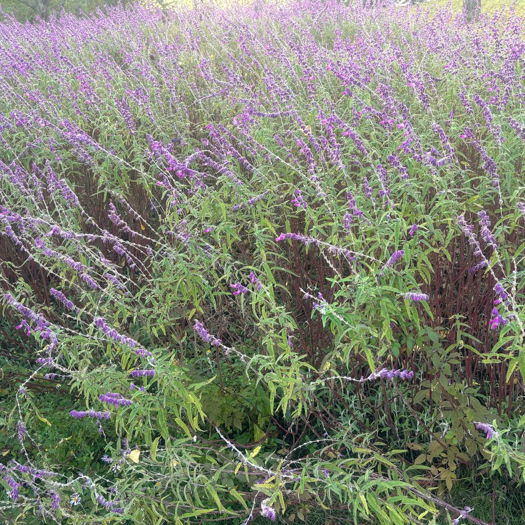 ❤️寄余生❤️