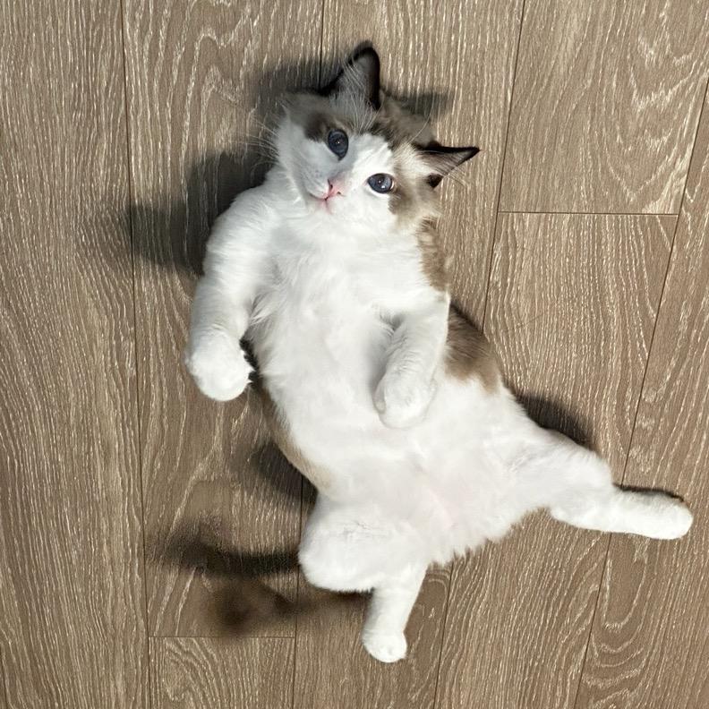 羚羊