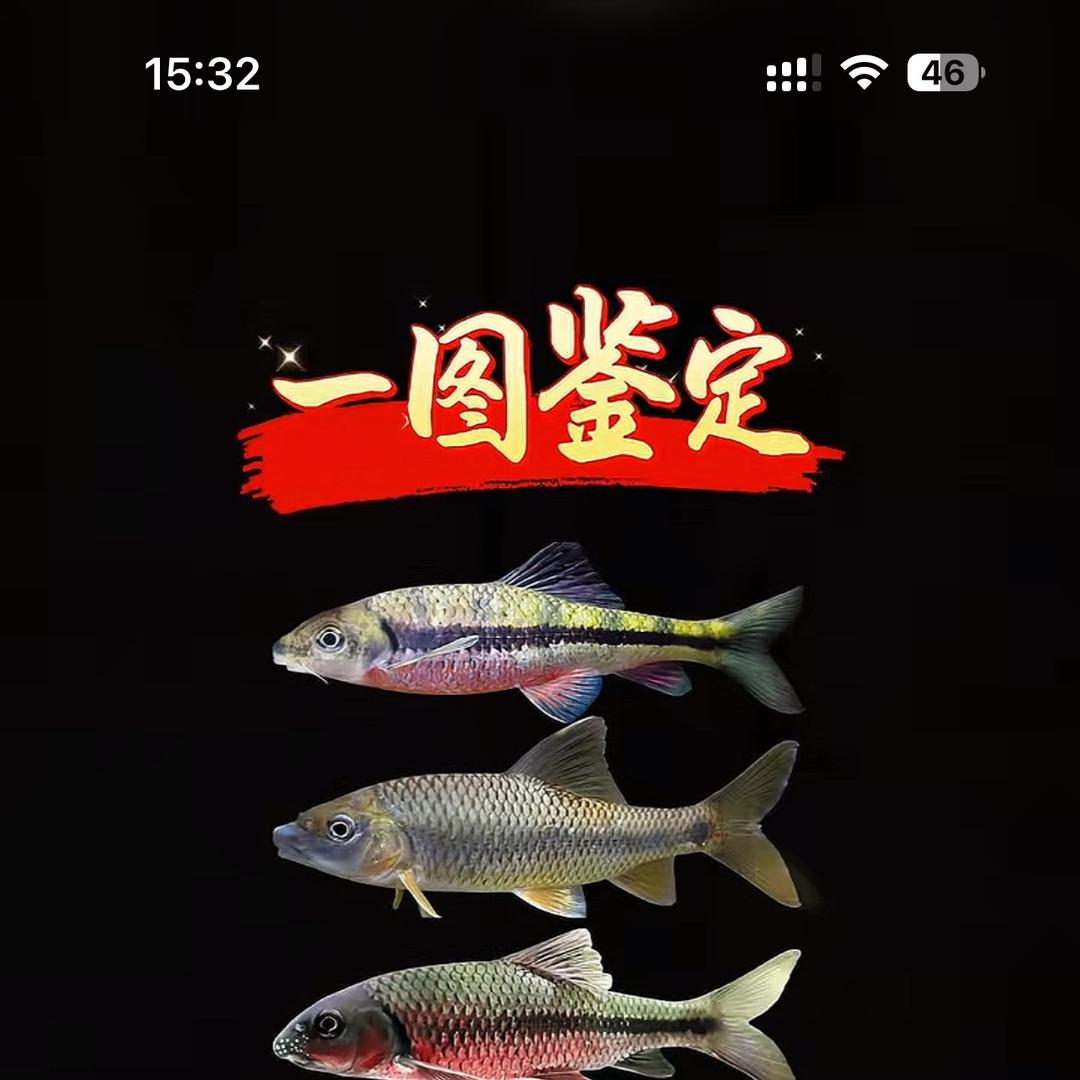 山溪农民火焙鱼干